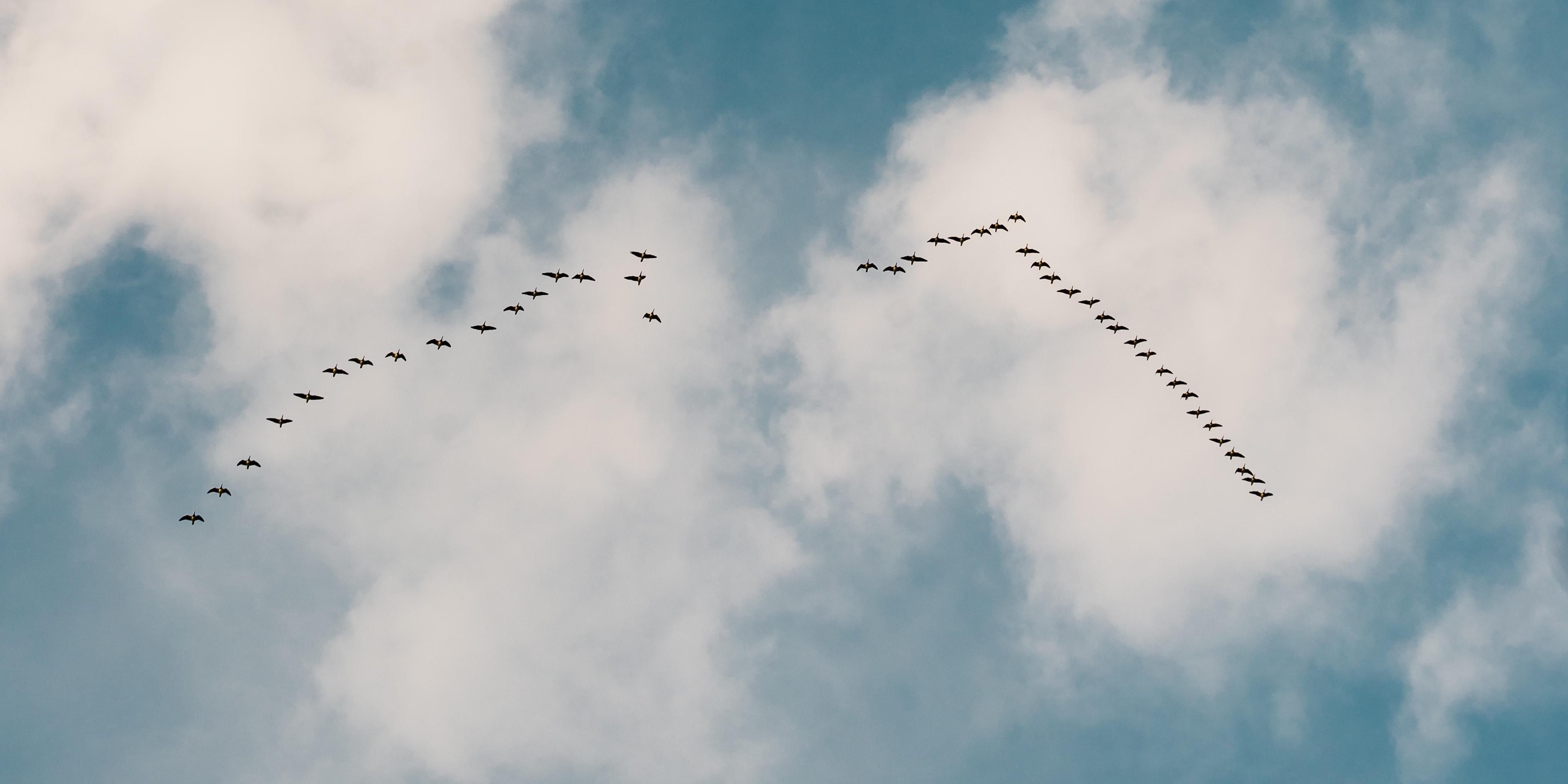 A flock of birds flying in formation