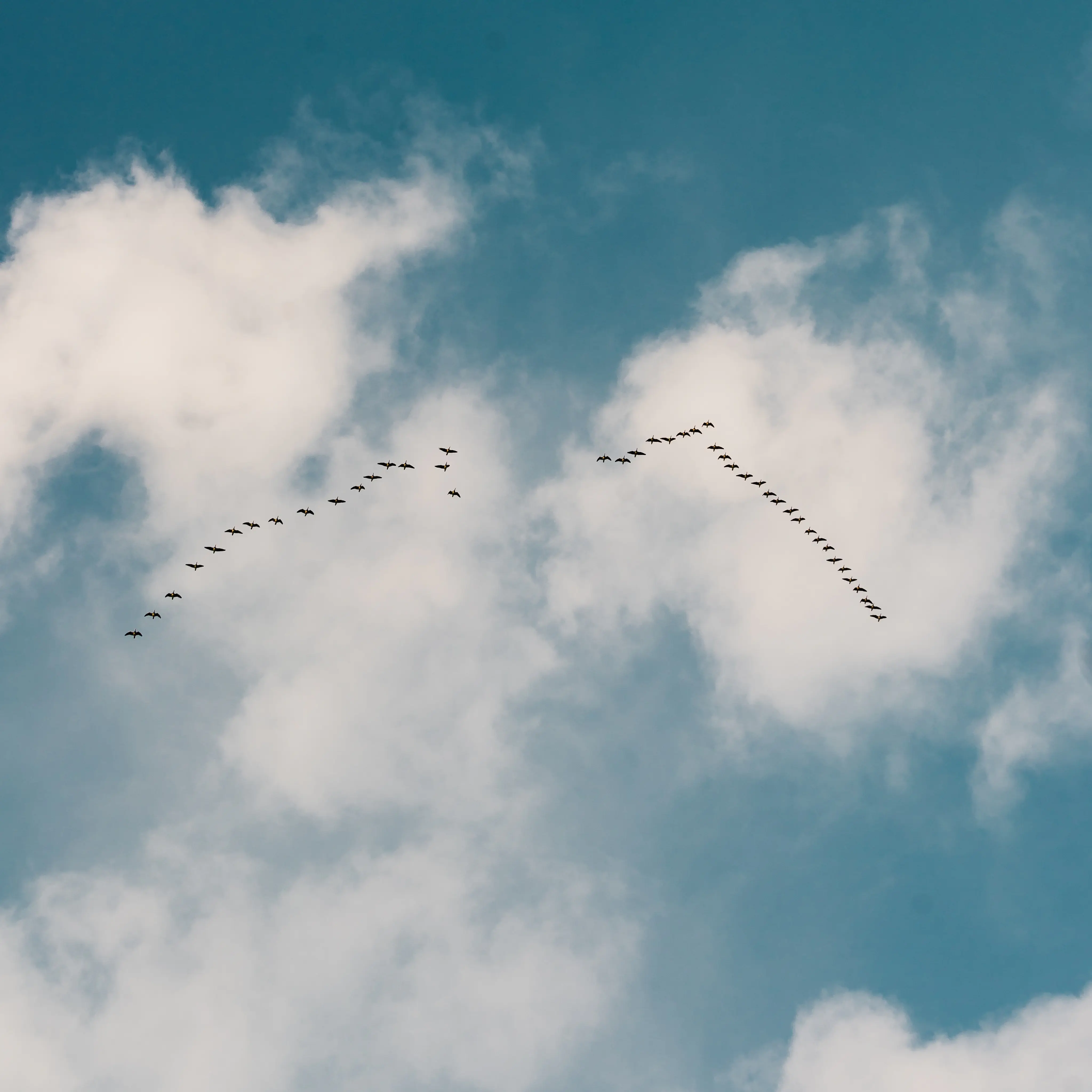 Ein Vogelschwarm fliegt in Formation