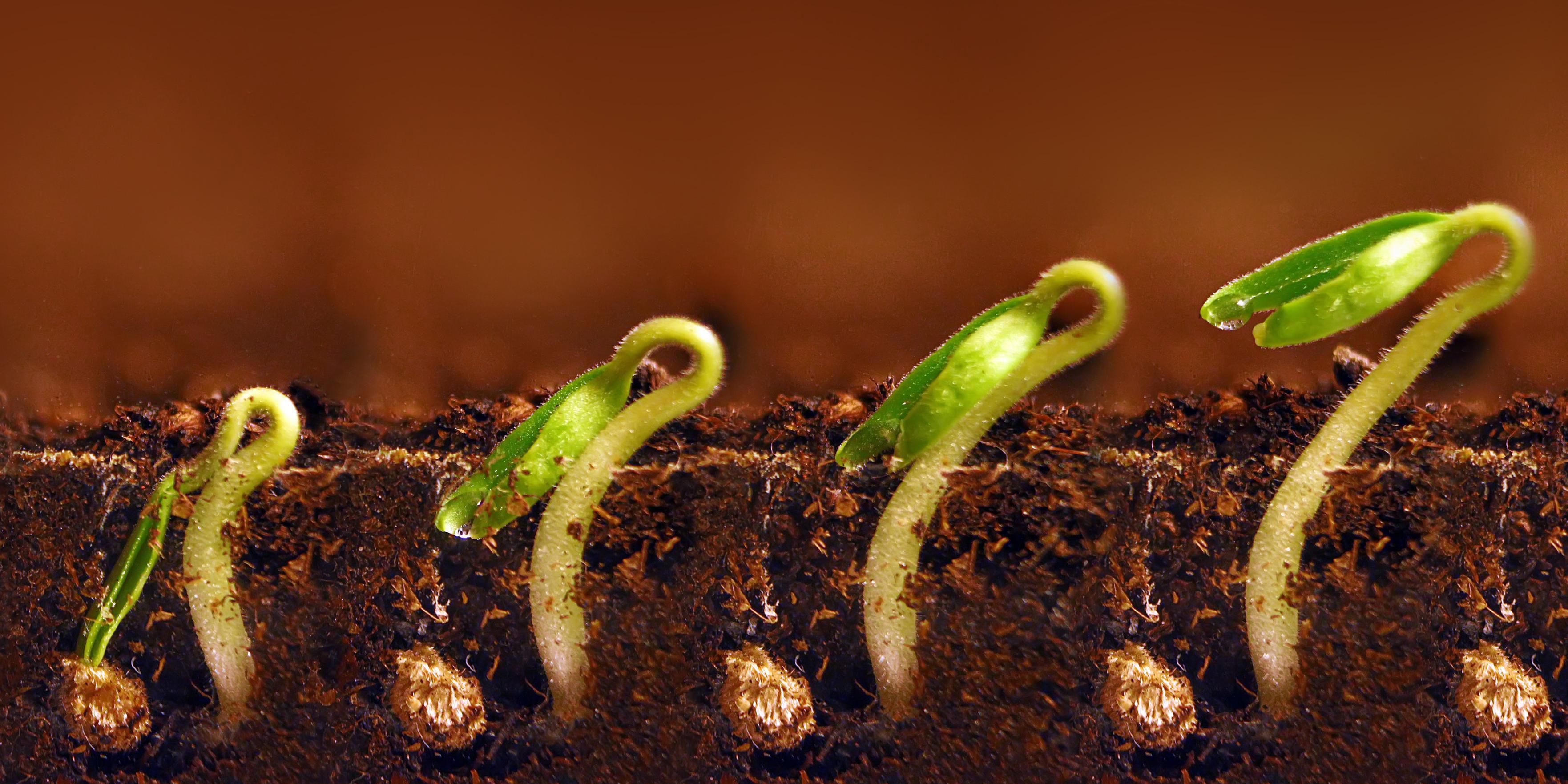 Photo of multiple stages of a growing plant