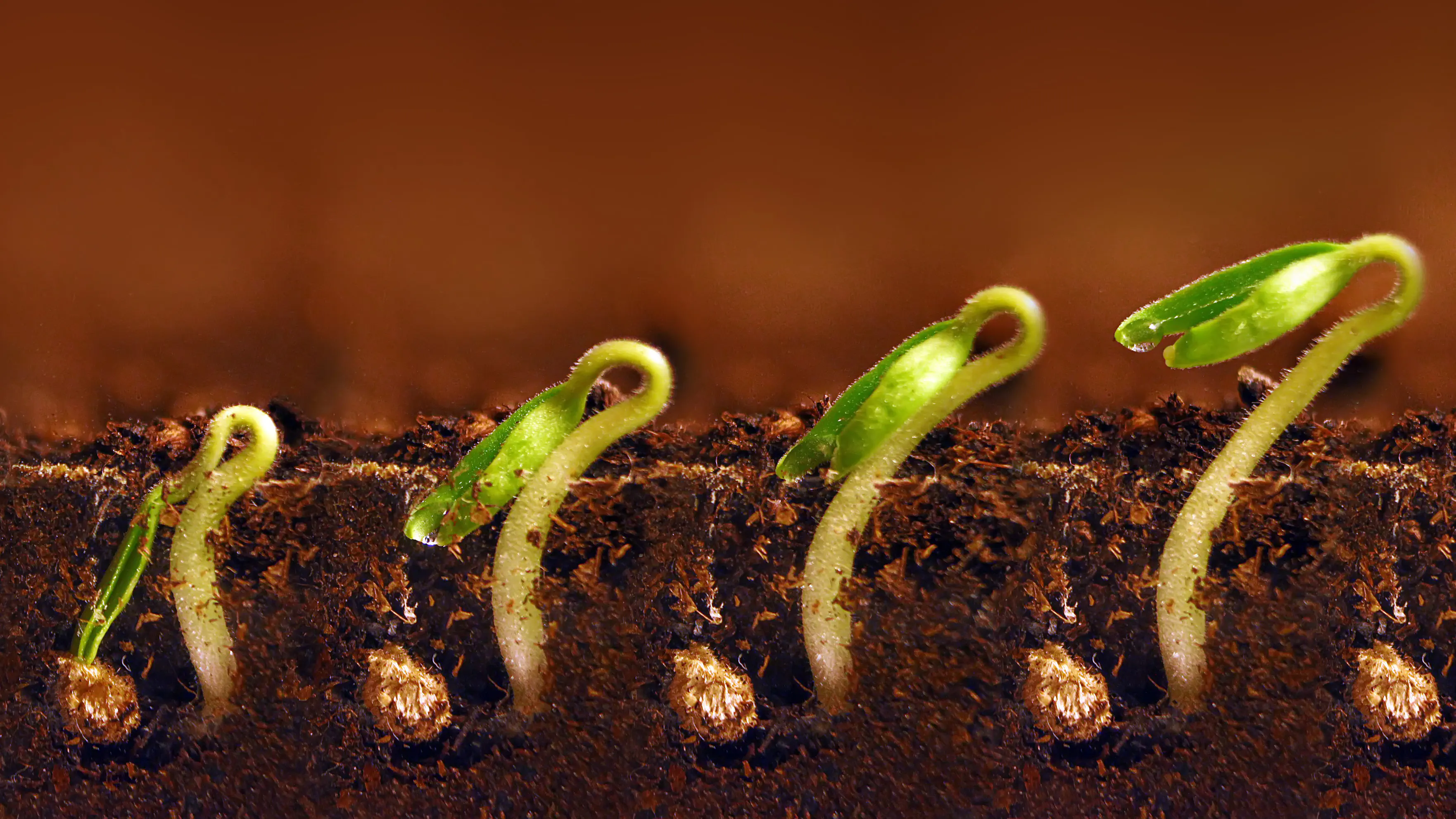 Photo of multiple stages of a growing plant